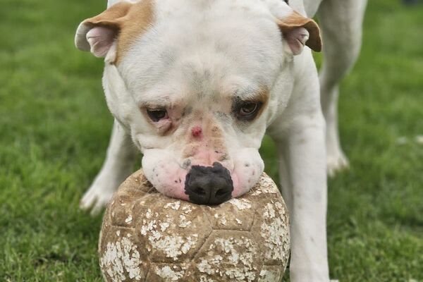 Ein großer weißer Hund auf einer Wiese mit einem abgenutzten Fußball im Maul.