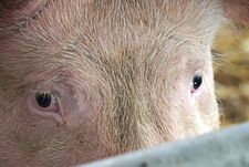 Mastschwein
