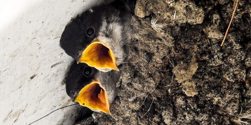 Junge Mehlschwalben im Nest