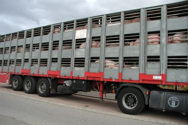 Schweine leiden auf Tiertransporten