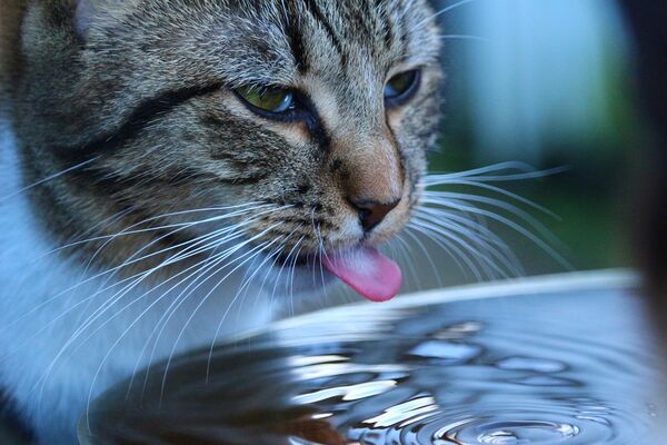 Katzen müssen bei Hitze viel Wasser trinken