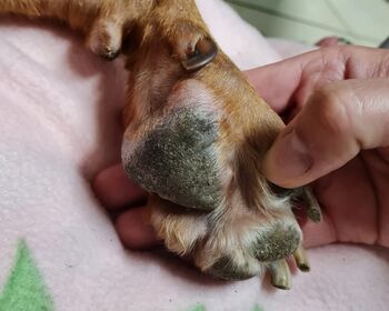 De Hand einer Pflegerin zeigt Thors Pfote mit dem Wespenstich.
