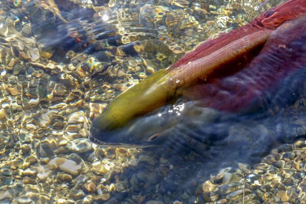 Ein Lachs schwimmt im Gewässer, am Boden Platten aus Kieselsteinen.