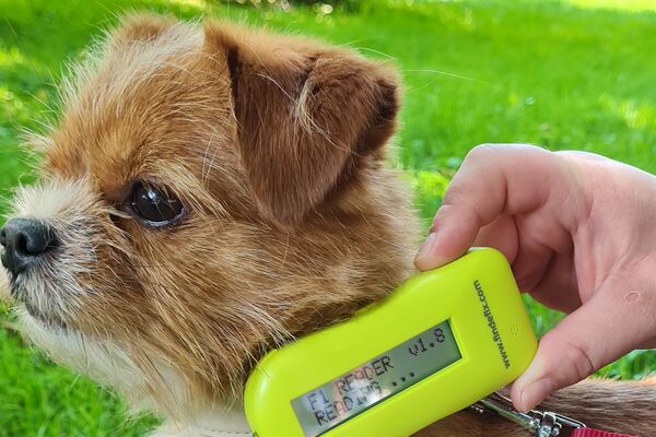 Ein kleiner brauner Hund steht im Gras, ein gelbes Chiplesegerät wird an seinen Hals gehalten.