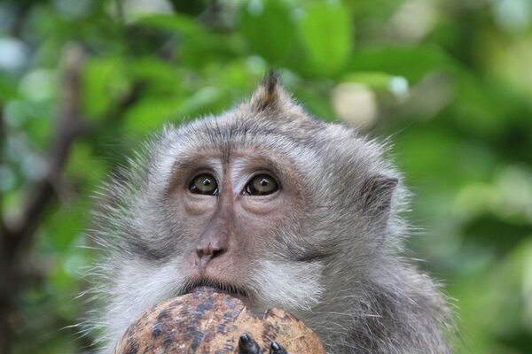 Ein grauer Affe lehnt mit dem Kinn auf eine Kokosnuss und schaut traurig.