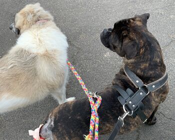 Rechts ein grau-brauner Boxermischling mit Geschirr und an der Leine, links ein weißer Hund. Beide laufen auf einem asphaltierten Weg und sind von oben fotografiert.