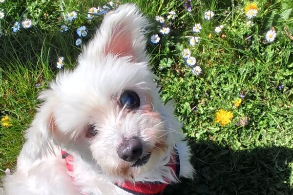 Ein kleiner weißer Hund sitzt im Gras, gut sichtbar ist ein komplett beschädigtes Auge.