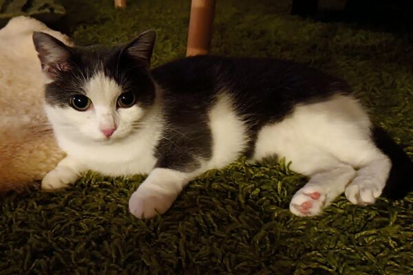 Eine grau-weiße Katze liegt auf einem grünen langfaserigen Teppich.