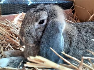 Ein graues Kaninchen liegt in einem mit Stroh ausgelegten, offenen Karton.