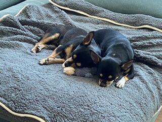 Zwei kleine schwarze Hunde liegen aneinandergekuschelt, schlafend auf einer grauen Decke.
