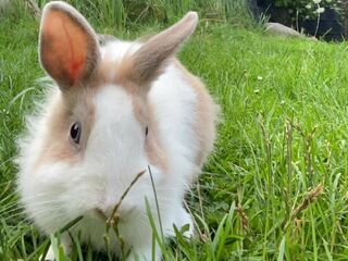 Ein weißes Kaninchen läuft durch hohes Gras in einem Garten.
