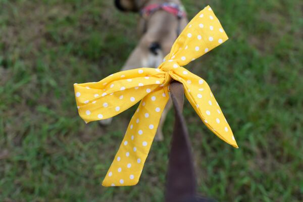 Großaufnahme eines gelben Schleifenbandes mit weißen Punkten an einer Hundeleine. Im Vordergrund verschwommen sichtbar ist ein Hund.