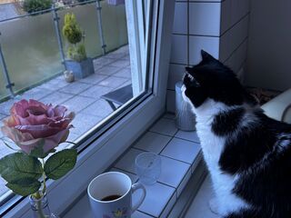Schwarz-weiße Katze sitzt auf Fensterbank und schaut nach draußen auf einen Balkon.