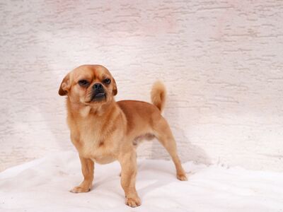 Ein kleiner hellbrauner Mischlingshund vor weißem Hintergrund stehend, die gerade gerichteten Vorderbeine gut sichtbar.
