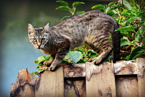 Eine grau-getigerte Katze steht vor einem grünen Strauch auf einem maroden Holzzaun und schaut misstrauisch in die Kamera.
