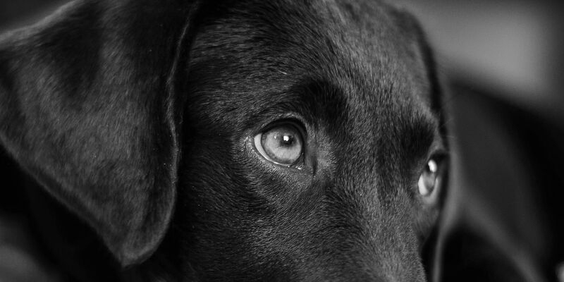 Kopf eines schwarzen Hundes mit traurigem Blick.