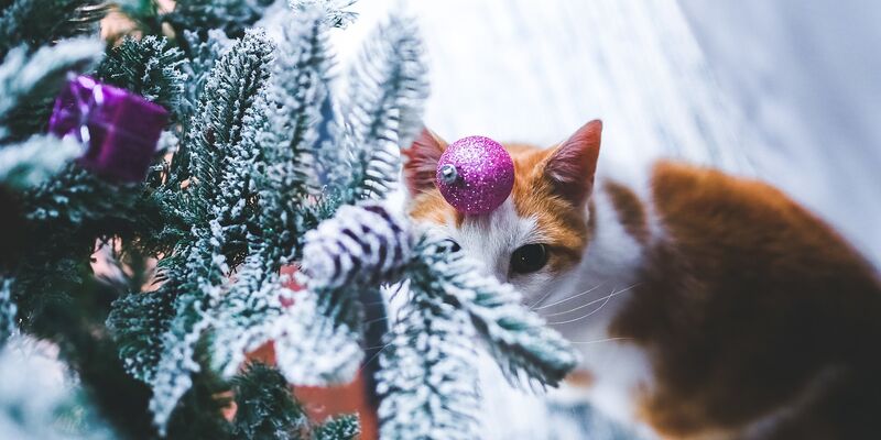 Glitzernde Weihnachtsbäume faszinieren die meisten Katzen