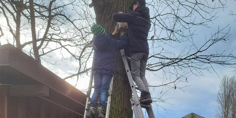 Drei Jugendliche draußen an und auf an einen Baum gelehnten Leitern beim Aufhängen eines Nistkastens.