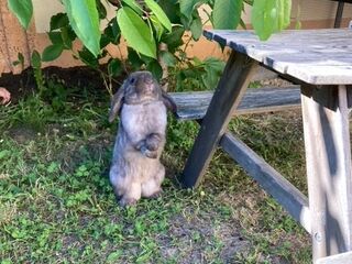 Ein Kaninchen steht in einem Garten neben einem Picknicktisch und macht Männchen.