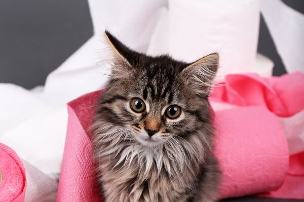 Ein junges, grau-getigertes Kätzchen sitzt vor rosa und weißen Klopapierrollen, die teils abewickelt sind.