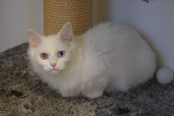 Eine weiße Katze mit verschiedenfarbigen Augen auf einer grauen Matte liegend.