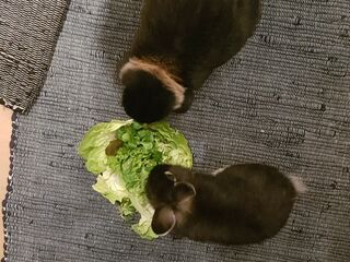Zwei dunkelfarbige Kaninchen sitzen auf einer grauen Matte und knabbern an einem Kopf Salat.