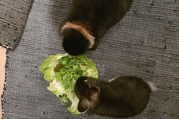 Zwei dunkelfarbige Kaninchen sitzen auf einer grauen Matte und knabbern an einem Kopf Salat.