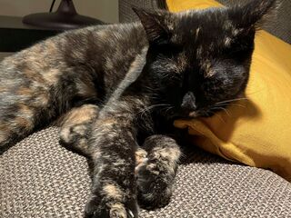 Eine braun-gescheckte Katze liegt schlafen und mit ausgestreckten Vorderpfötchen auf einer grauen Couch, mit dem Kopf an ein gelbes Kissen gelehnt.