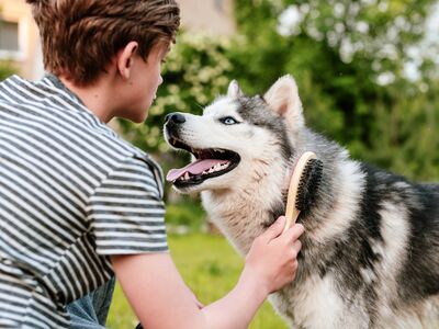 Ein Junge im gestreiften T-Shirt bürstet draußen einen Husky.