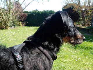 Ein schwarzer Hund mit schwarzem Halti auf einem langen Rasenstück, welches durch Bäume und eine Hecke begrenzt wird.