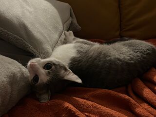 Eine grau-weiße Katze, auf dem Rücken auf einer roten Decke liegend, das Köpfchen schaut Richtung Kamera.