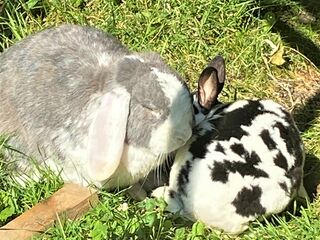 Ein graues und ein schwarz-weißes Kaninchen sitzen, mit den Köpfchen aneinander gekuschelt, im Gras.