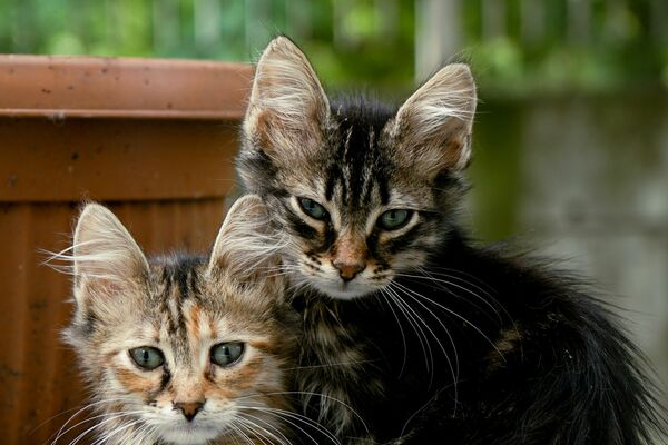 Zwei Kätzchen sitzen draußen auf dem Asphalt vor einem terracottafarbenen Blumenkübel.