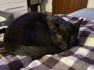 Eine schwarze Katze liegt schlafend auf einer braun-weißen Karodecke.