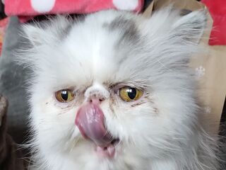Eine weiße, kurzschnauzige Katze schleckt mit der Zunge