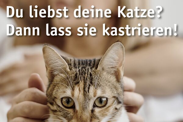 Aktuelles Kampagnenposter mit Foto einer Katze, die auf den Knieen ihrer Besitzerin liegt und gestreichelt wird, sowie Text.