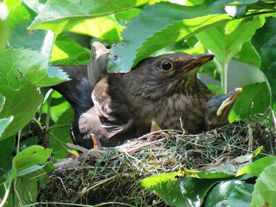Amseljunge im Nest