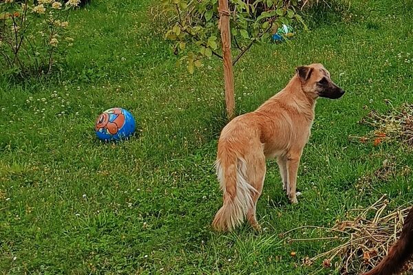 Gold/Brauner Hund mit dunkler Schnauze steht auf einer Wiese