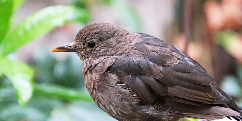 Junge Amsel