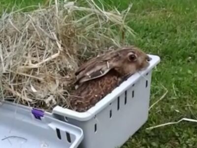 Das Hasenkind verlässt vorsichtig seine Box