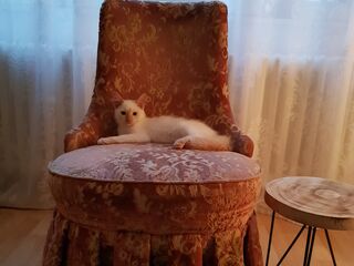 Eine weiße Katze liegt auf einem Stuhl, der mit einer rot-gemusterten  Housse überzogen ist.