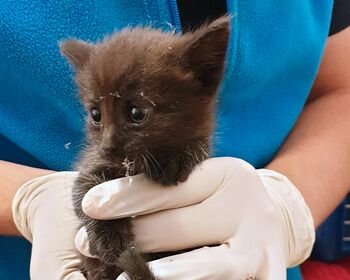 Ein schwarzes Katzenbaby, vielleicht fünf Wochen alt, wird von einer Helferin die medizinische Handschuhe trägt, behutsam in den Händen gehalten.