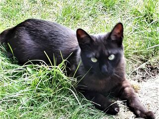 Ein schwarzer Kater liegt auf dem Bauch im Gras.