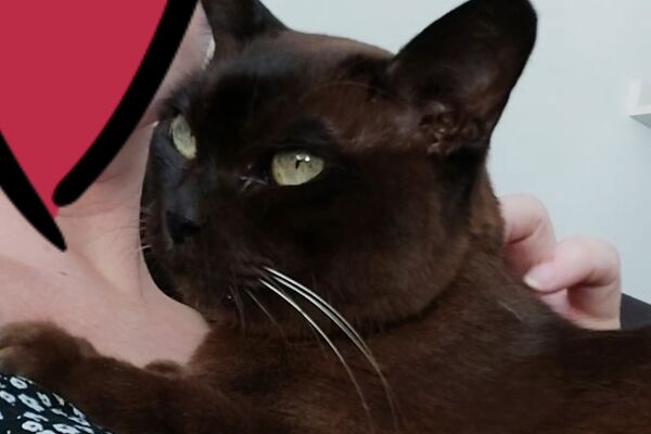 Eine schwarze Katze liegt auf einem dunkelblauen, weiß geblümten Kissen. dahinter sieht man ein großes rotes Herz.