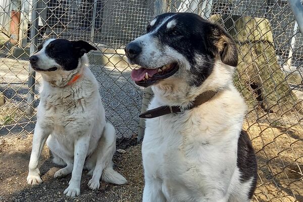 Zwei schwarz-weiße Hunde sitzen im mit Maschendrahtzaun abgetrennten Auslaufbereich des Tierheims