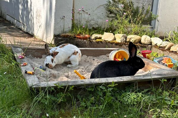 Ein weißes und ein schwarzes Kaninchen sitzen in einem mit Holz eingefassten Sandkasten, in dem sich verschiedenes buntes Kinderspielzeug befindet.