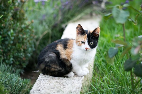 Eine trikolor- Jungkatze sitzt draußen zwischen Grünpflanzen auf einem Steinmäuerchen.
