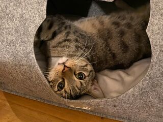 Ein grau-getigerter Kater schaut rücklings aus dem Katzenkopf-förmigen Ausschnitt einer grauen Katzenhöhle heraus.
