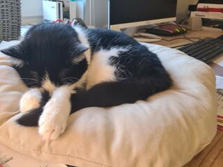 Eine schwarz-weiße Katze liegt schlafend auf einem kleinen Kissen, neben einer Tastatur auf Papieren.
