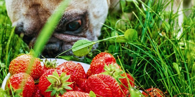 Ein Hund liegt im Gras, vor ihm liegt eine Schale Erdbeeren